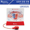 [도매전용] 심장의 운동 모형 Pumping Heart Model [ler3535]